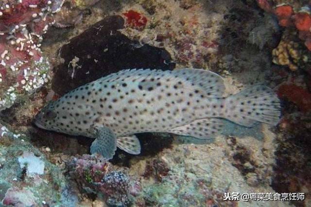 名贵海鲜干货有哪些品种,名贵海鲜水产品种类