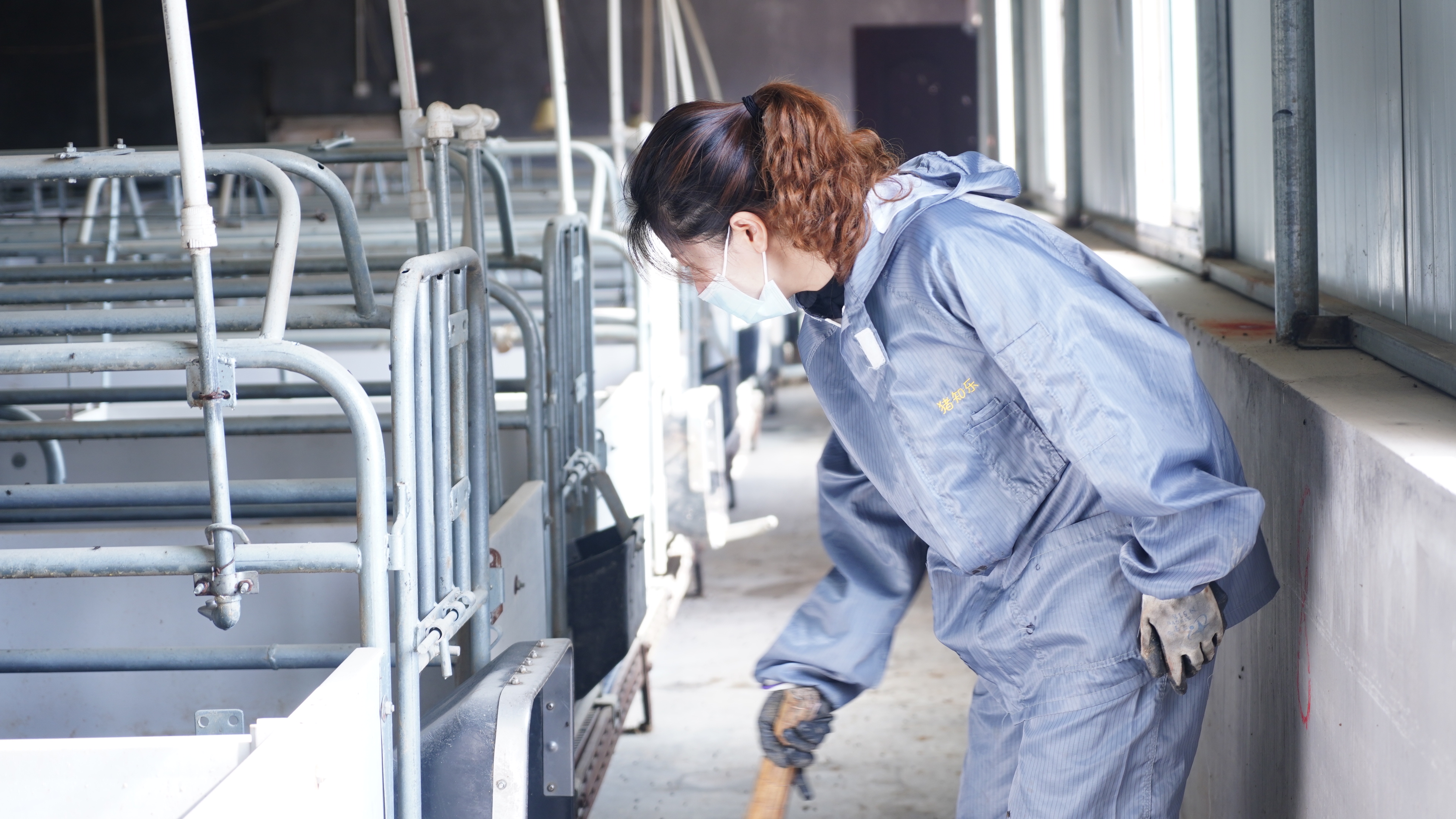 猪知乐母猪产后输液配方,母猪难产的原因及非手术处理办法