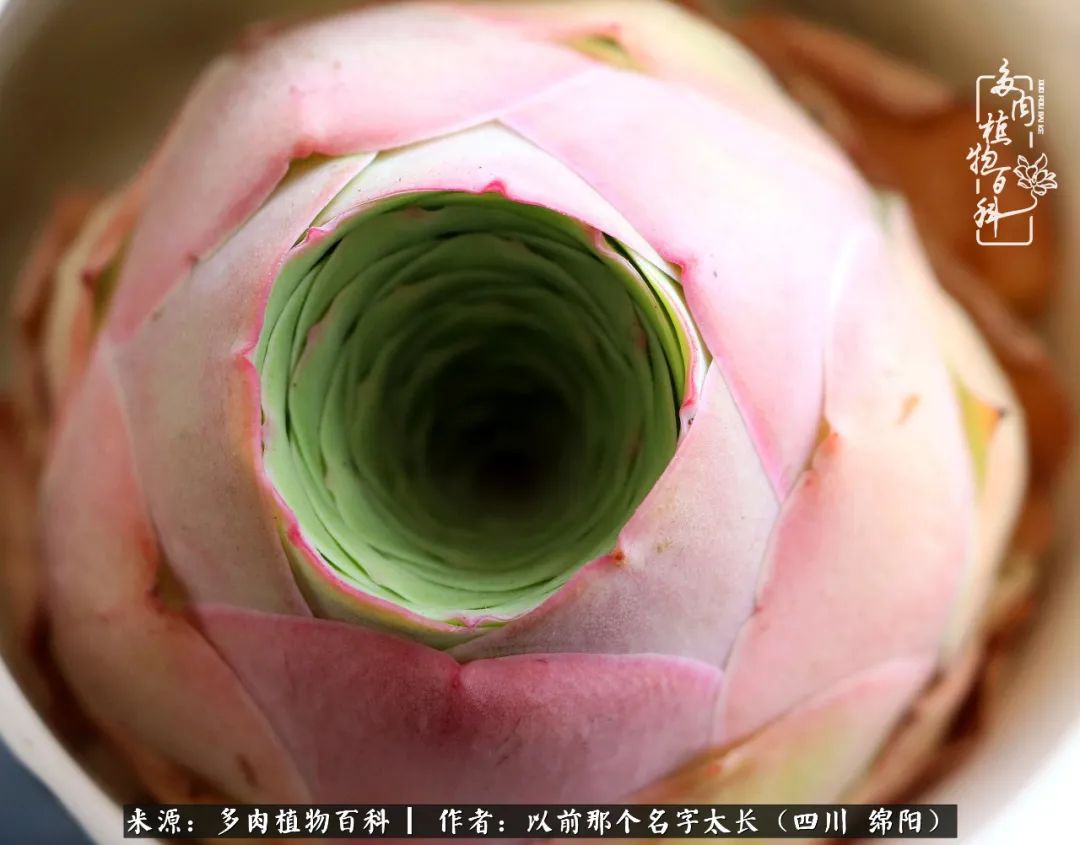 山地玫瑰夏天,山地玫瑰花怎么玩