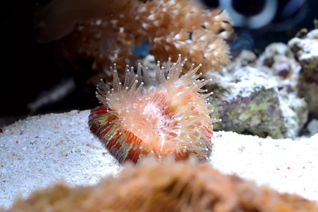 海缸刚开缸怎么饲养,海缸np双零珊瑚会白化吗