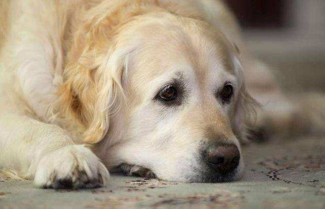 如何饲养可以延长狗狗寿命,狗狗延缓衰老的方法