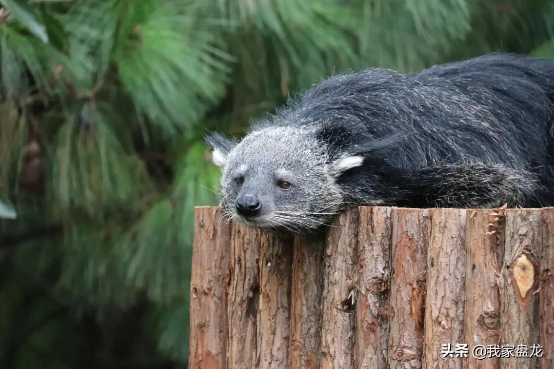 生物的多样性之美,生物多样性之美介绍
