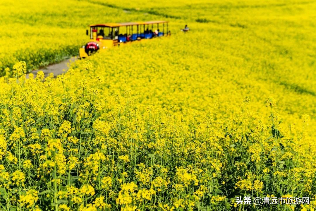 美景就在家门口下句是,美景就在家门外