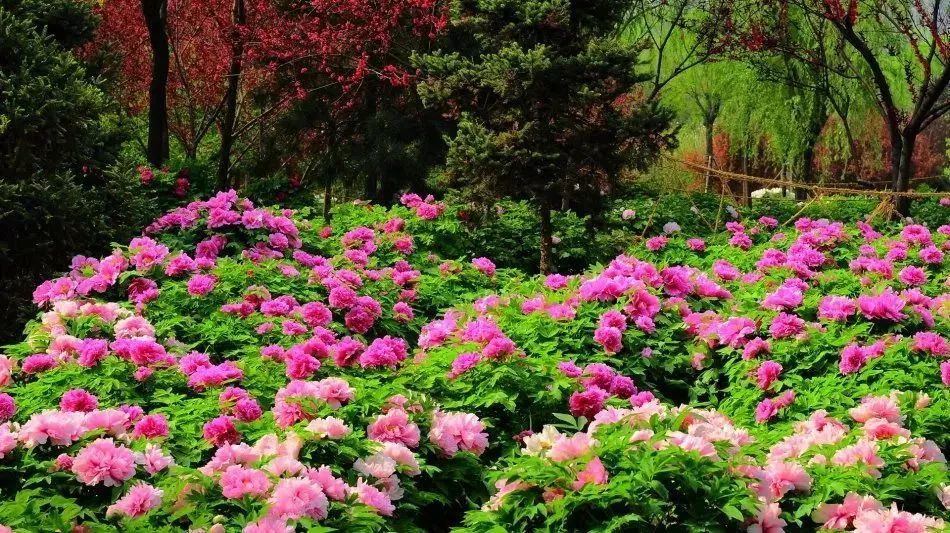 看到花的时候，不知是什么花？那就收下这份百花图谱