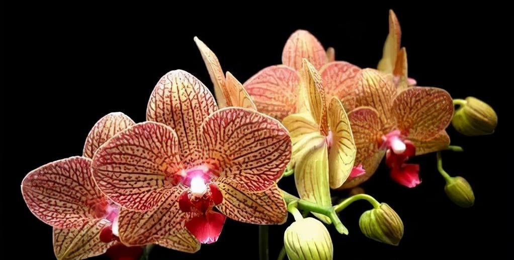 鍏拌姳绉嶇被鍥鹃壌,鐪嬭姦澶磋鲸鍏拌姳绉嶇被