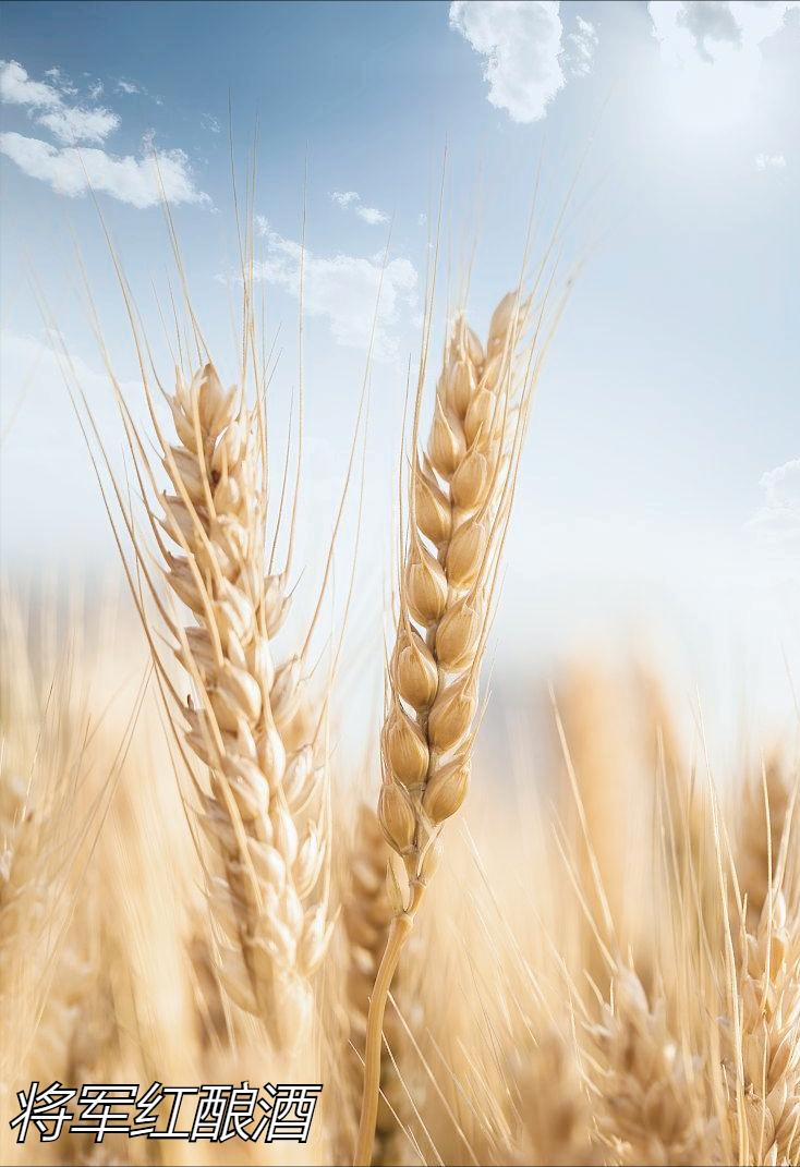 国之美酒—“将军红”