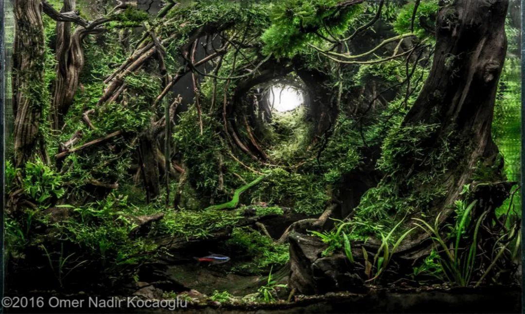 造景如何看起来有层次,十个最好看的造景