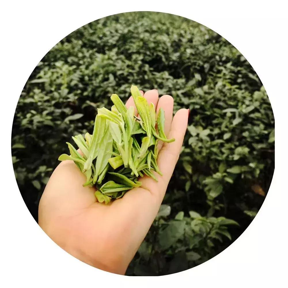 晓枝滴甘露味落寒泉中是什么意思,系辞朗读版