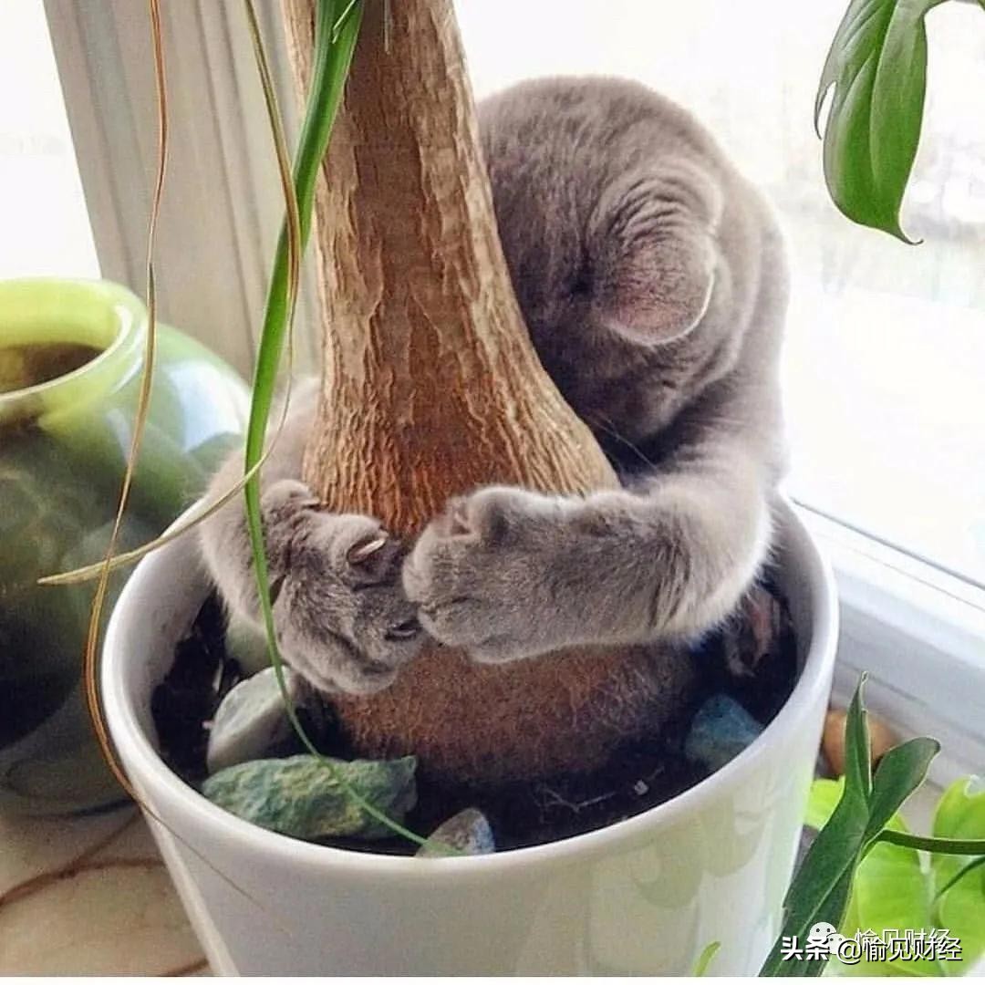 当一个婚骗，骗上了一个调查记者