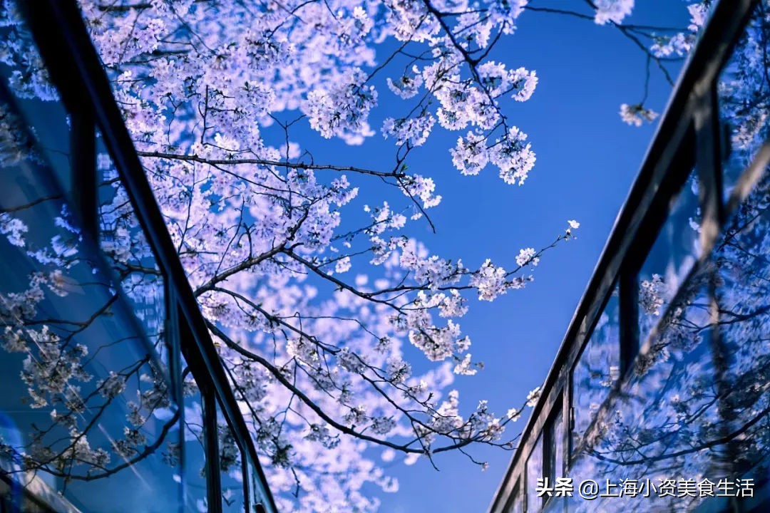 顾村公园一年一度赏樱,顾村公园赏樱点