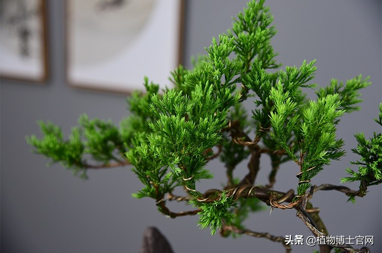 如何让真柏快速爆球,如何让真柏长得粗壮