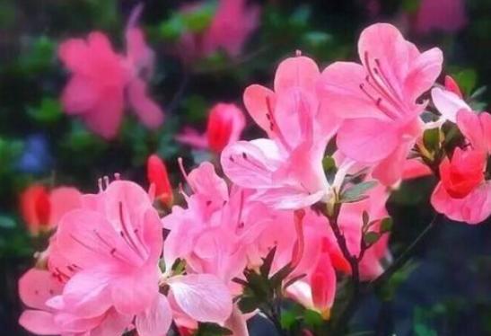 养杜鹃的十大注意事项,养杜鹃花要注意些什么