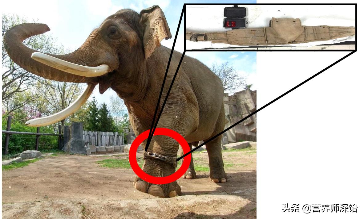 科学家减肥找到了新方法,科学家研究新的减肥方法