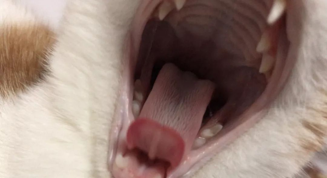 猫咪为什么拉肚子？找对原因就能轻松治愈