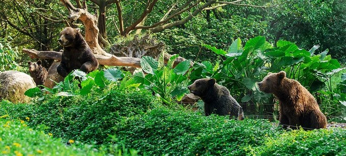 广州长隆野生动物世界的奇幻之旅,番禺长隆野生动物园1天旅游攻略