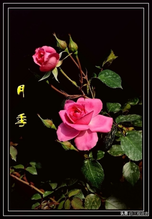 月季枝枯病的病原属于什么病害,月季茎蜂预防用什么药