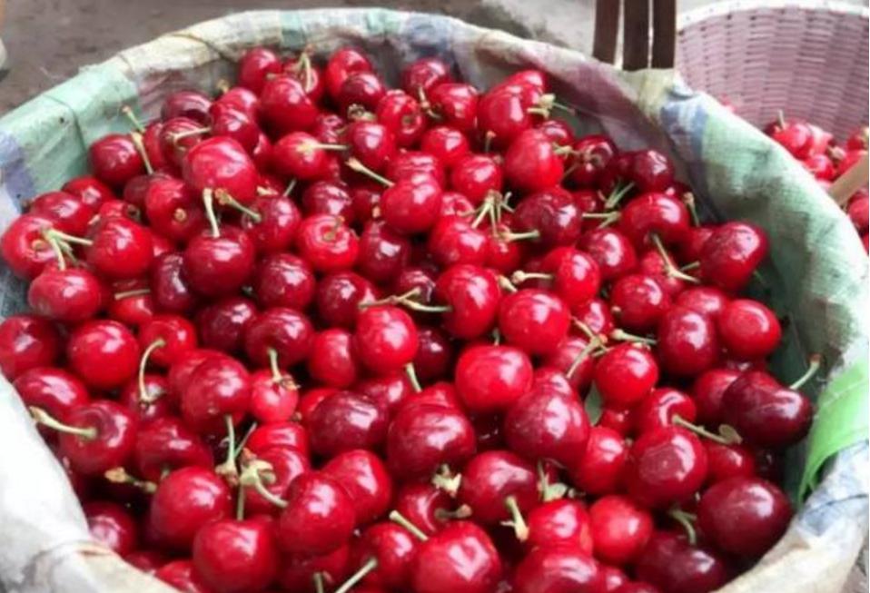 汶川、汉源的车厘子熟了！味道巴适，快去实现“车厘子自由”。