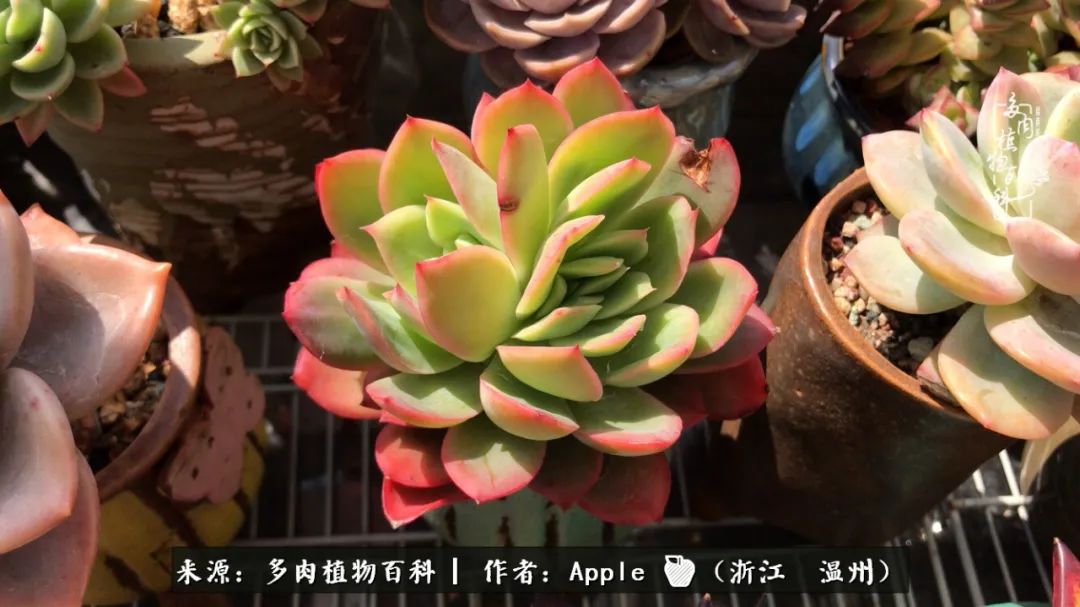 多肉成长记观察记录怎么写,多肉成长记录观察展板