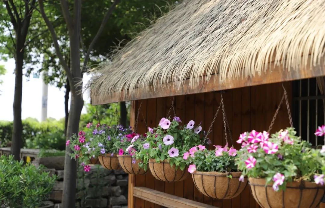 江阴新桥最美庭院,江苏江阴阳台风景