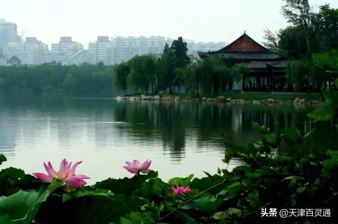 天津去哪里拍荷花最佳,天津荷花观赏地点