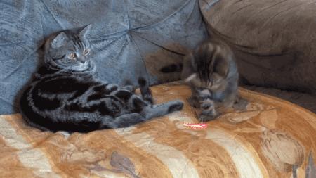 家里的猫咪有病了怎么办,猫咪佝偻病