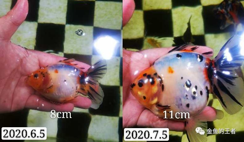 养功考试1个月，20条鱼的前后成长对比，变化太惊艳了