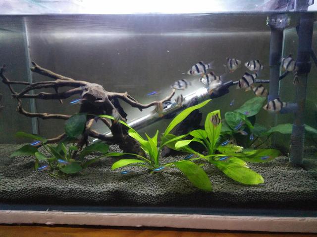 地图鱼鹦鹉鱼怎么入缸,地图鱼鹦鹉鱼可以喂小鱼吗