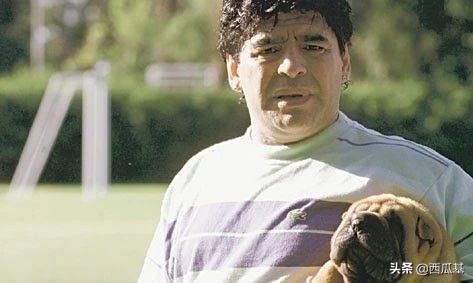 马拉多纳也是资深铲屎官,他都养过什么狗?