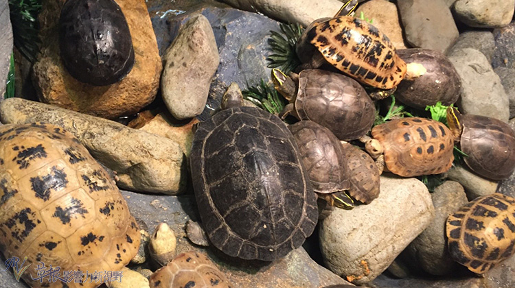 越南自驾游一日游视频,越南一日游芒街和谅山
