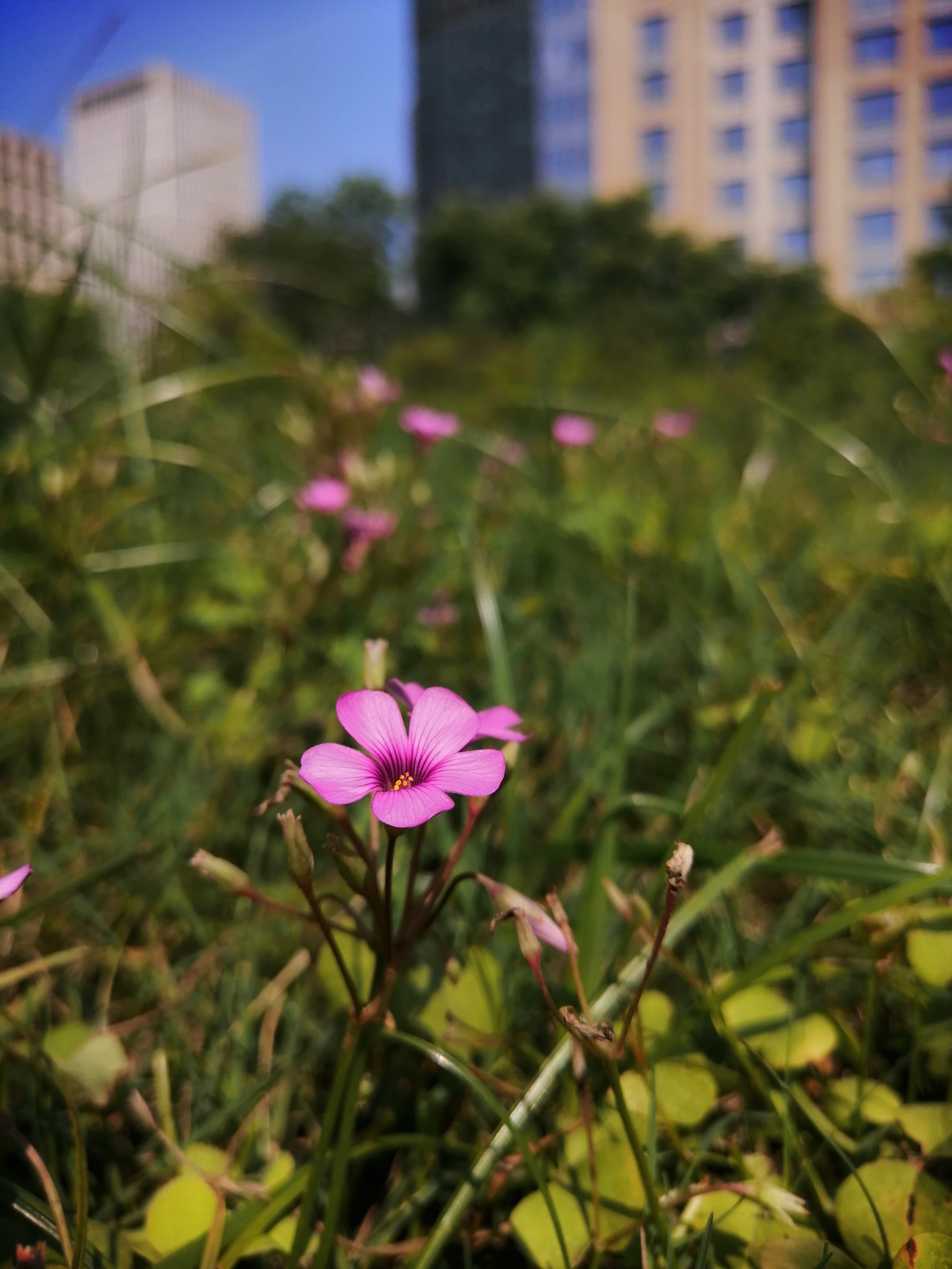 华为麦芒8测评视频,无畏前行3