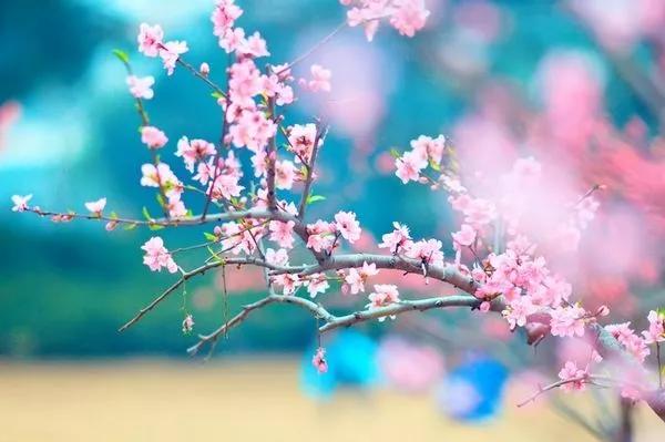 有关桃花的诗词100首,桃花古诗句最出名诗句