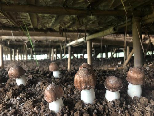 林下巴西菇种植技术,巴西菇的种植方法