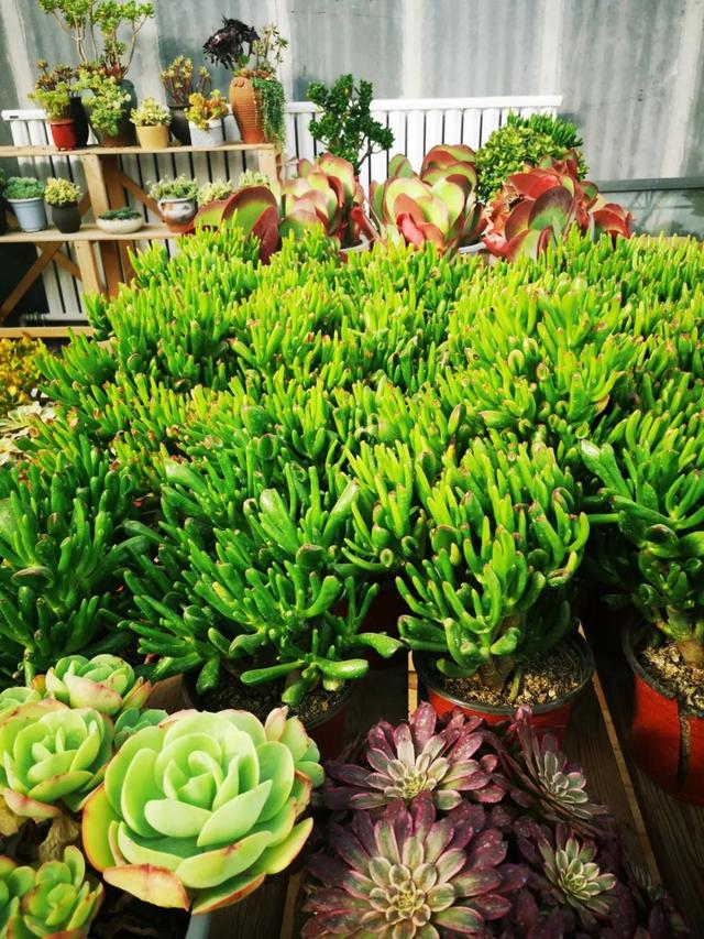 西安三桥附近哪里有花卉市场,西安北二环大明宫花卉市场地址