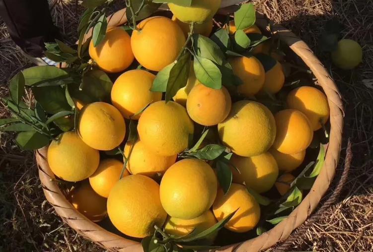 冰糖橙与赣南脐橙的区别,湖南脐橙和赣南脐橙的区别