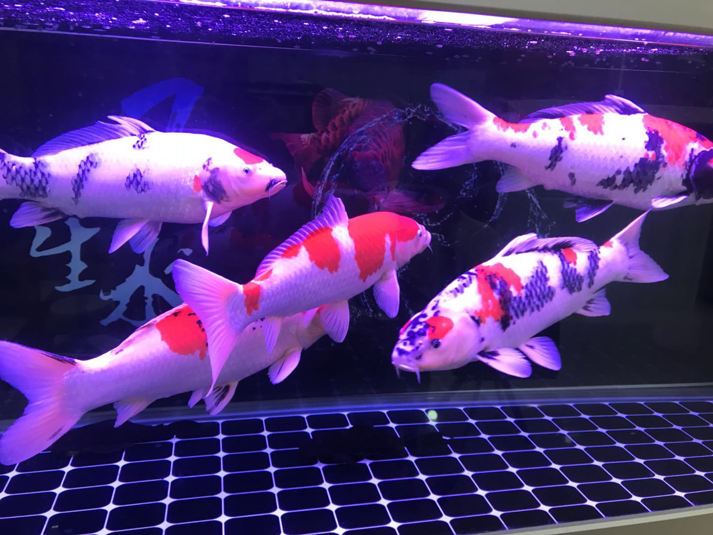 养着玩的锦鲤用什么鱼粮,锦鲤适合的饵料是什么