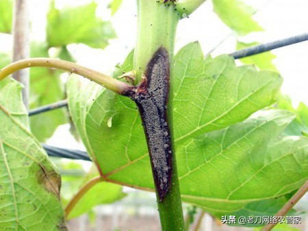 灰风暴葡萄灰霉病,霜霉病灰霉病什么情况易发生