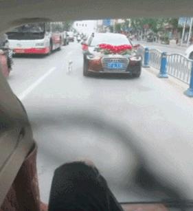 因舍不得主人出嫁，它选择这样做，“不管你去哪，带上我一起！”