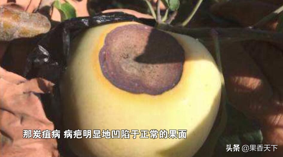 红富士苹果烂果多是怎么回事,红富士苹果有果锈是怎么回事
