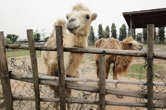 东莞游玩7大景点攻略图,去东莞必玩的十大景点