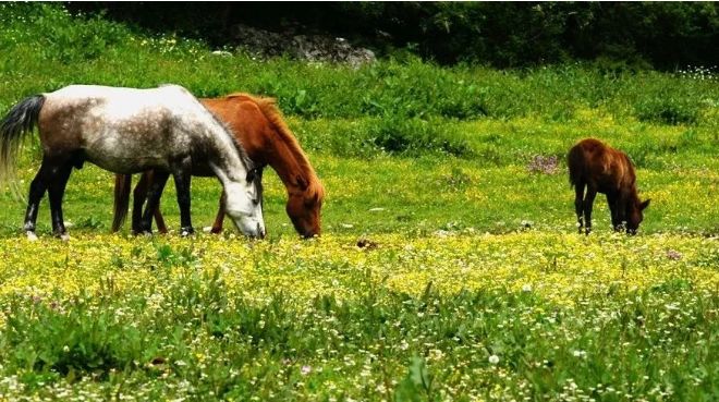 甘孜5日旅游攻略最新,四川旅游团去甘孜旅游攻略