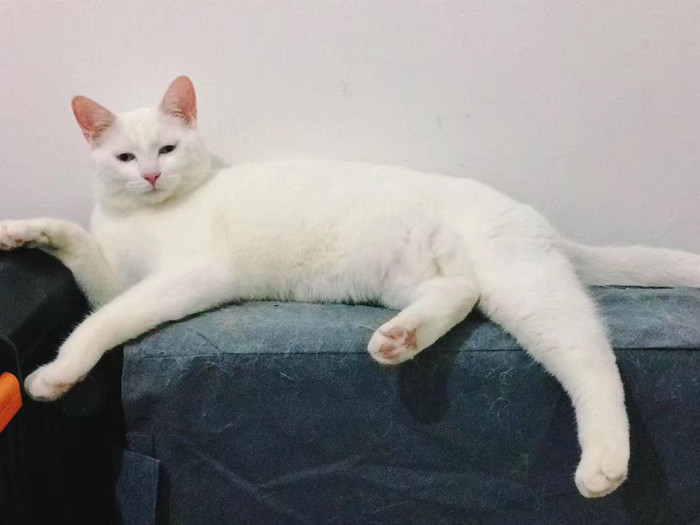 家里养猫的味道大还是狗的味道大,家里养猫太脏大便太臭