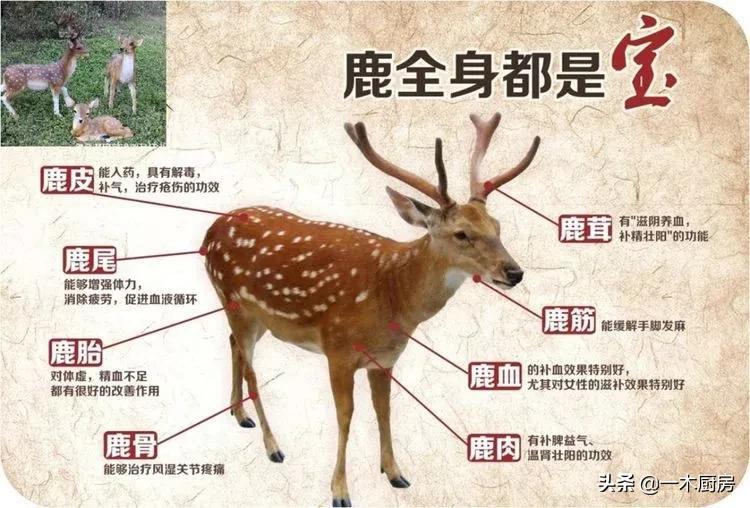 百胶之王是什么胶,鹿胶来源