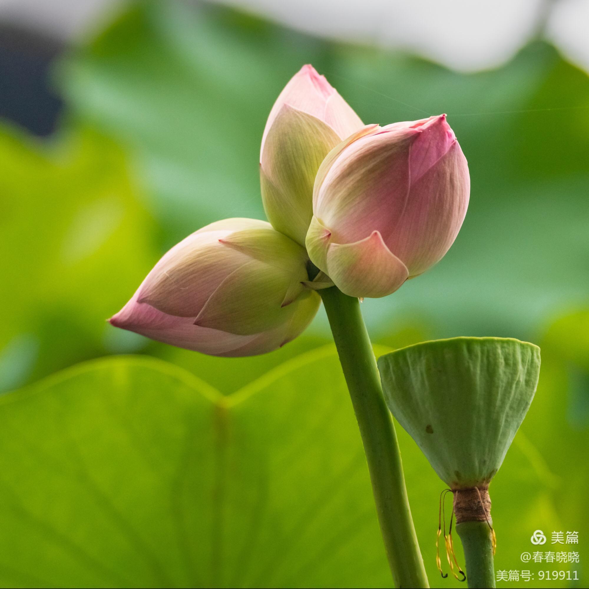 并蒂莲七绝二首,并蒂莲七绝诗