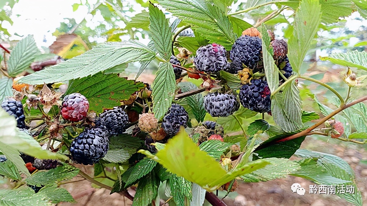 贵州人爱吃的“萢”，黔西南有人培育，还发展了20多亩