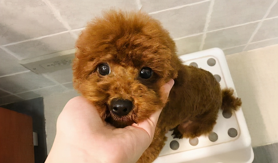 纯种泰迪犬要如何辨别,买泰迪小型犬时的注意事项