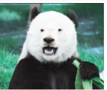 拼多多做主图工具,拼多多的主图视频怎么保存