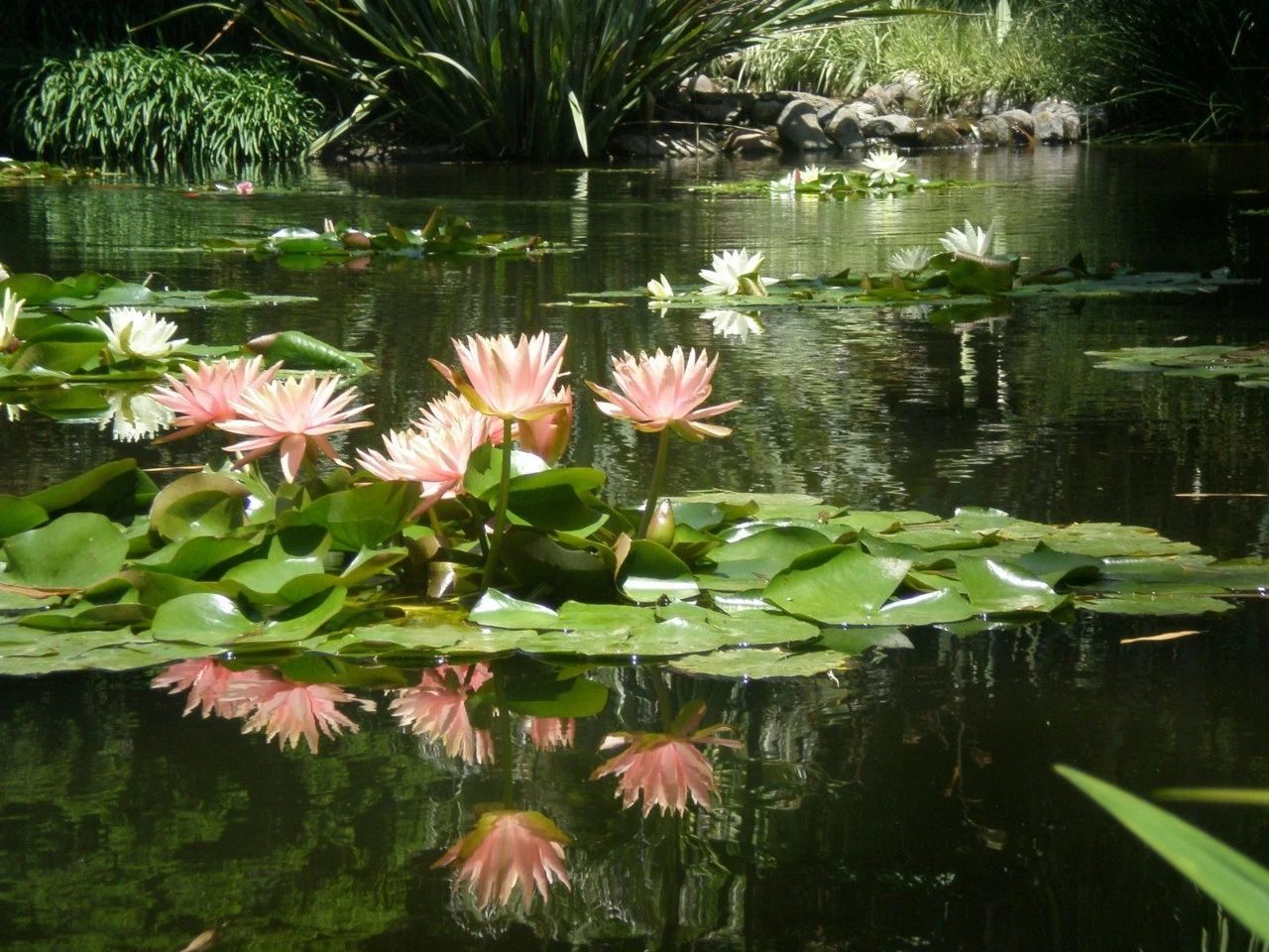 睡莲养在水缸里长虫了怎么办,睡莲长虫但是水里有鱼怎么办