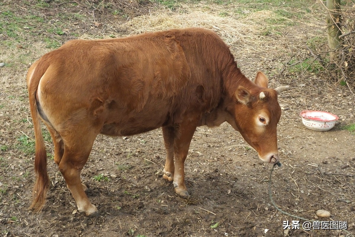 怎么快速算母牛预产期,教你算出预产期