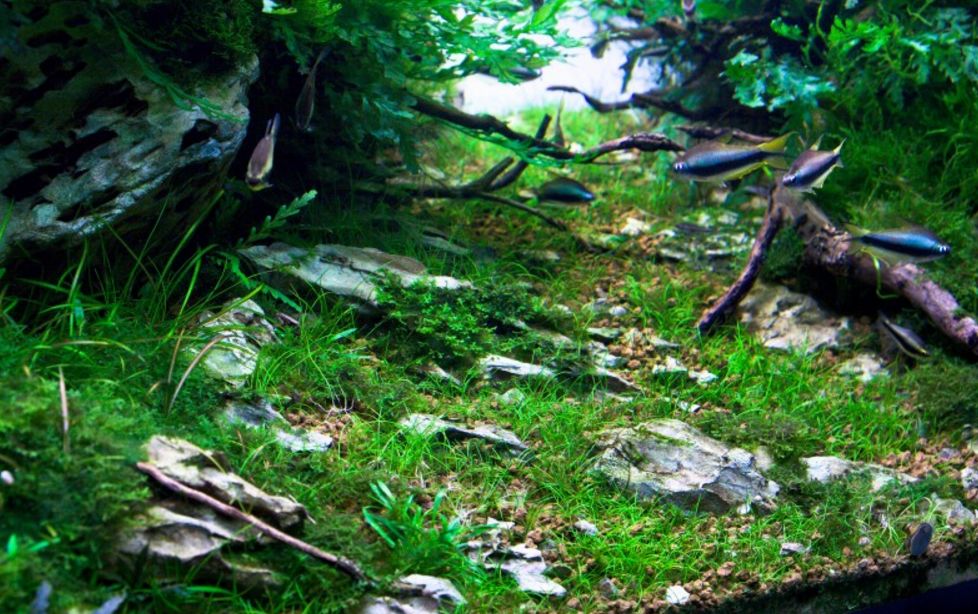 三角形构图水族造景,水族造景构图黄金比例