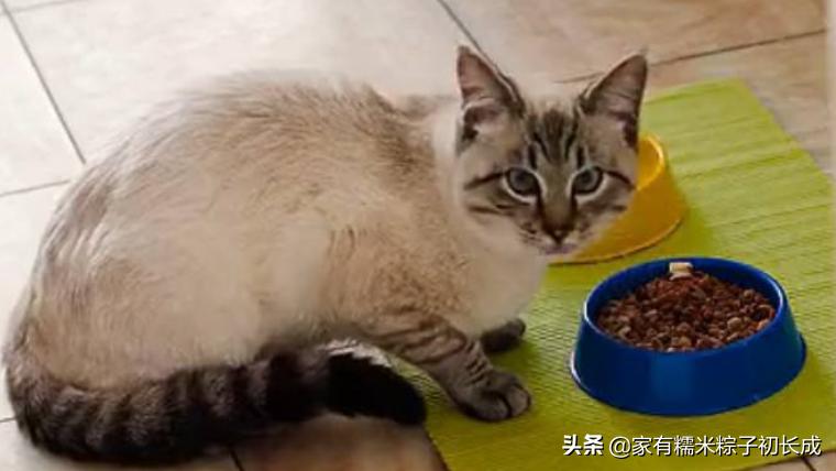 猫粮猫条猫罐头哪种好,主食猫罐头和猫粮选哪个
